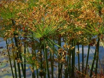 Cyperus, mini papyrus