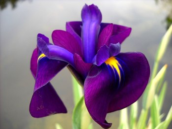 ensata, Japanese iris