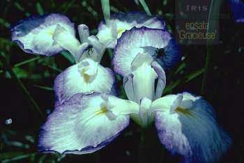 Iris ensata Gracieuse