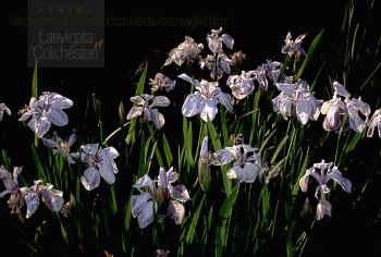 Iris laevigata Colchesterii