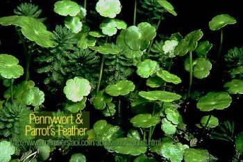 Pennywort and Parrot's Feather